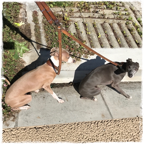 f:id:gino-ig:20171023232544j:plain f:id:gino-ig:20171023232544j:plain