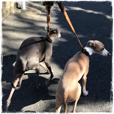 f:id:gino-ig:20171023232735j:plain f:id:gino-ig:20171023232735j:plain