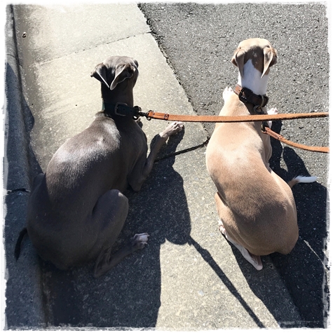 f:id:gino-ig:20171023232847j:plain f:id:gino-ig:20171023232847j:plain