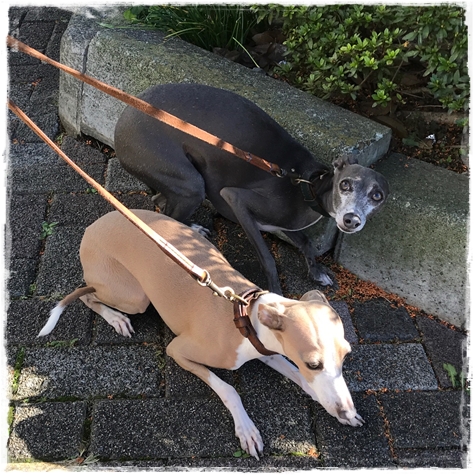 f:id:gino-ig:20171023233047j:plain f:id:gino-ig:20171023233047j:plain