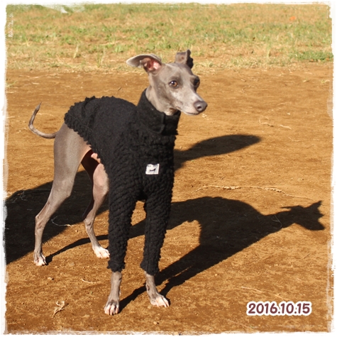 f:id:gino-ig:20171025000444j:plain