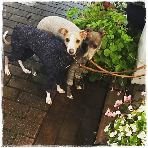 f:id:gino-ig:20171025232435j:plain