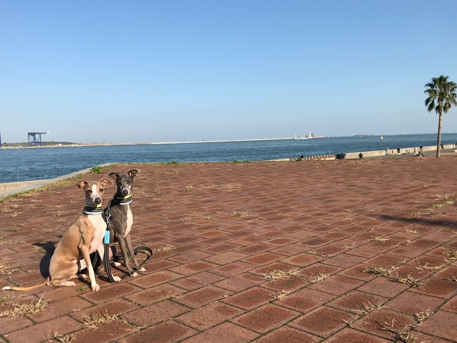 f:id:gino-ig:20171026223544j:plain f:id:gino-ig:20171026223544j:plain