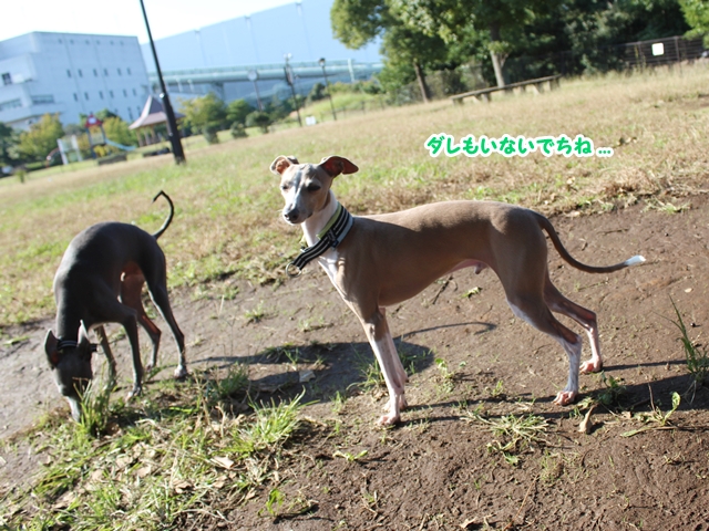 f:id:gino-ig:20171026224115j:plain f:id:gino-ig:20171026224115j:plain