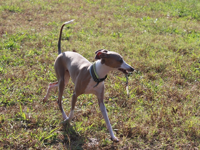 f:id:gino-ig:20171026224200j:plain f:id:gino-ig:20171026224200j:plain