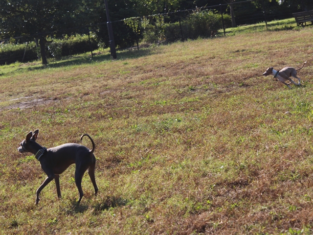 f:id:gino-ig:20171026224631j:plain f:id:gino-ig:20171026224631j:plain