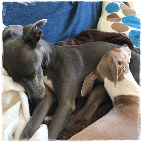 f:id:gino-ig:20171106230409j:plain