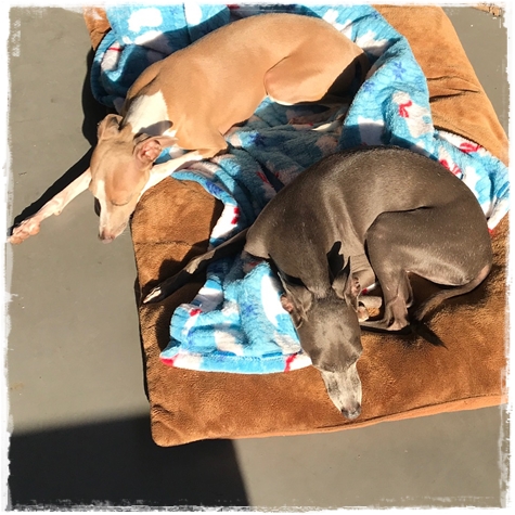 f:id:gino-ig:20171106230457j:plain