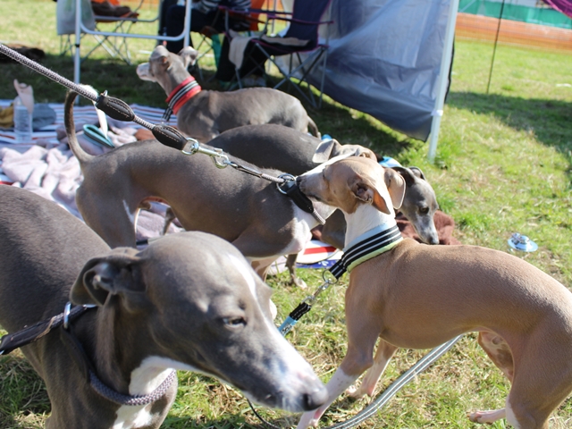 f:id:gino-ig:20171107231830j:plain