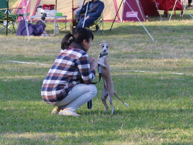 f:id:gino-ig:20171107232729j:plain