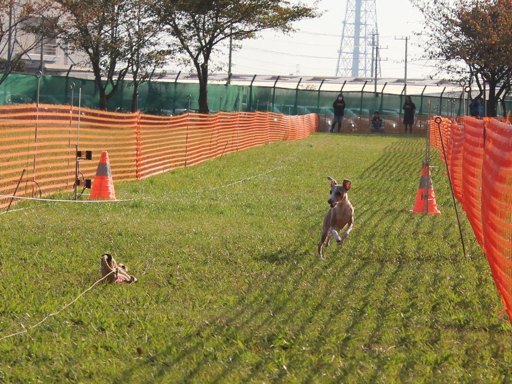 f:id:gino-ig:20171107233340j:plain