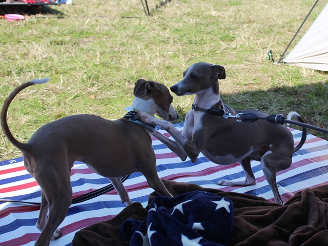 f:id:gino-ig:20171107233857j:plain