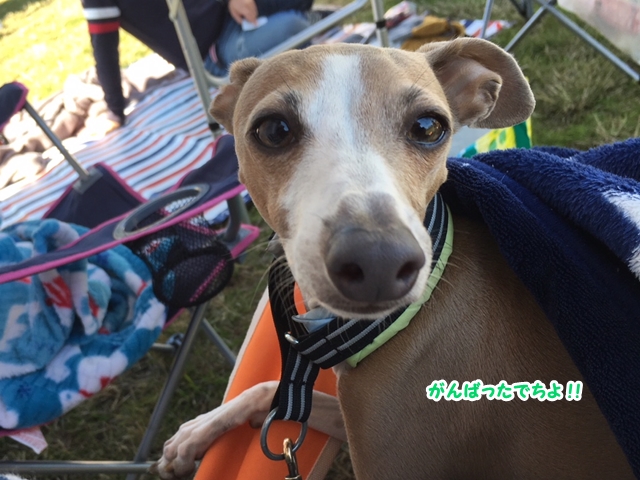 f:id:gino-ig:20171107234710j:plain