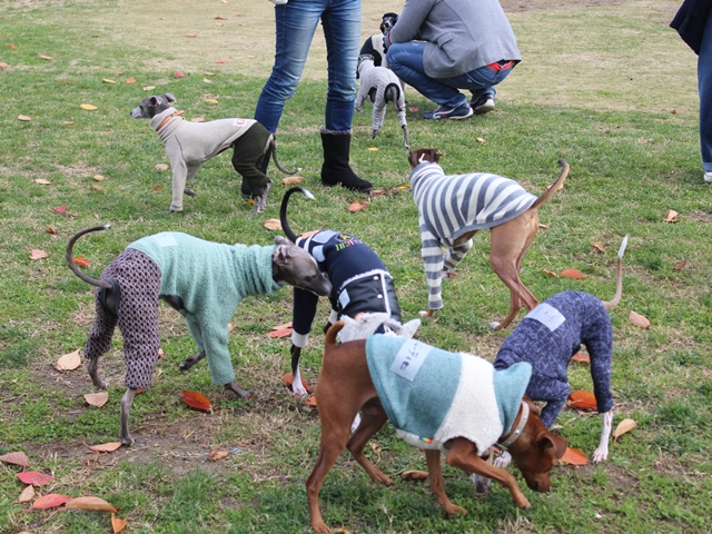 f:id:gino-ig:20171126233830j:plain