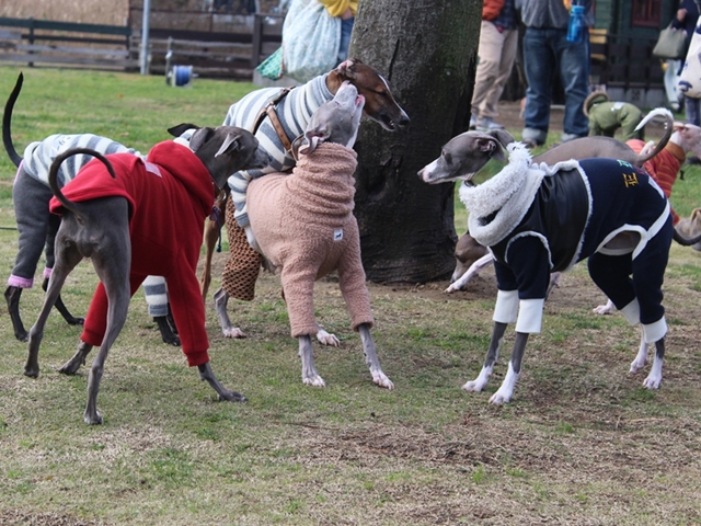 f:id:gino-ig:20171126234545j:plain