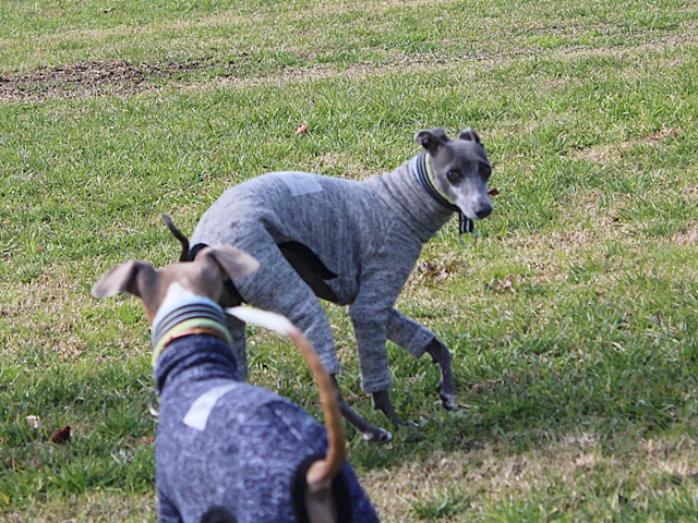 f:id:gino-ig:20171126235317j:plain