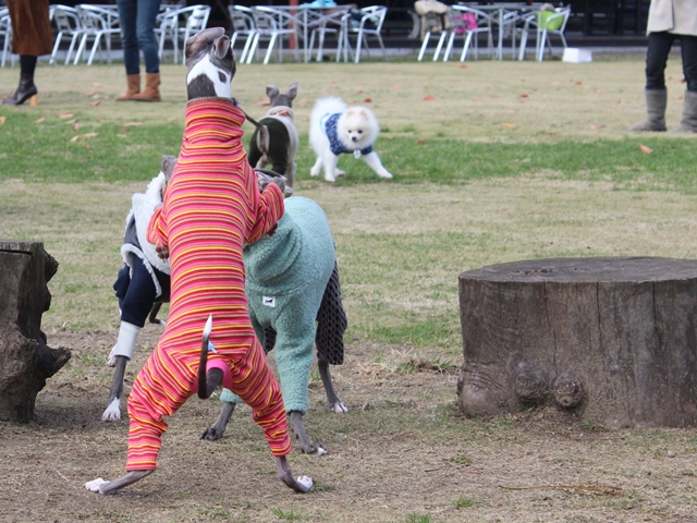 f:id:gino-ig:20171127223827j:plain f:id:gino-ig:20171127223827j:plain