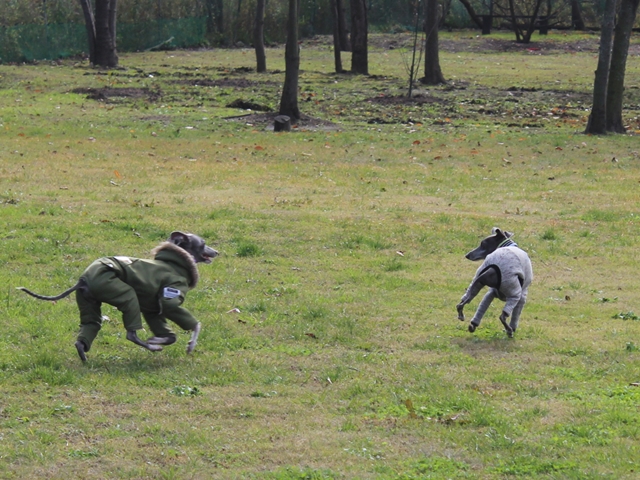 f:id:gino-ig:20171127224115j:plain f:id:gino-ig:20171127224115j:plain