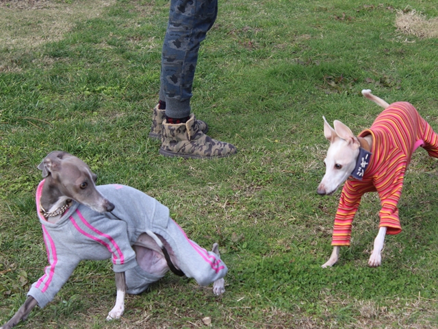 f:id:gino-ig:20171127224228j:plain f:id:gino-ig:20171127224228j:plain