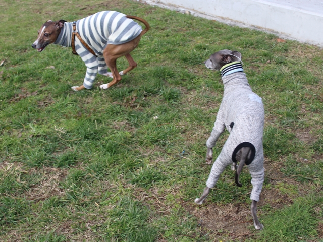 f:id:gino-ig:20171127224344j:plain f:id:gino-ig:20171127224344j:plain