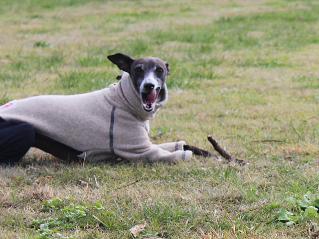 f:id:gino-ig:20171127224658j:plain f:id:gino-ig:20171127224658j:plain