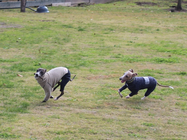 f:id:gino-ig:20171127224829j:plain f:id:gino-ig:20171127224829j:plain