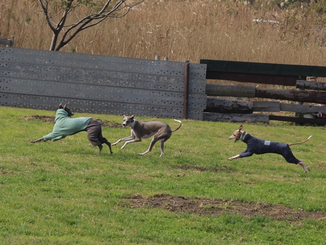 f:id:gino-ig:20171127225150j:plain f:id:gino-ig:20171127225150j:plain