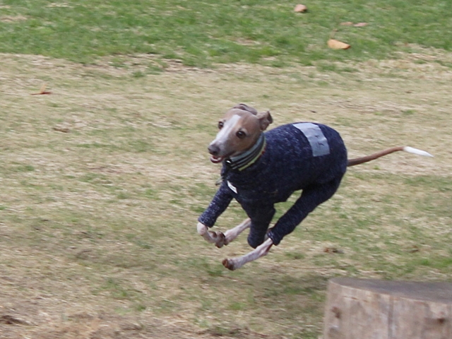 f:id:gino-ig:20171127225631j:plain f:id:gino-ig:20171127225631j:plain