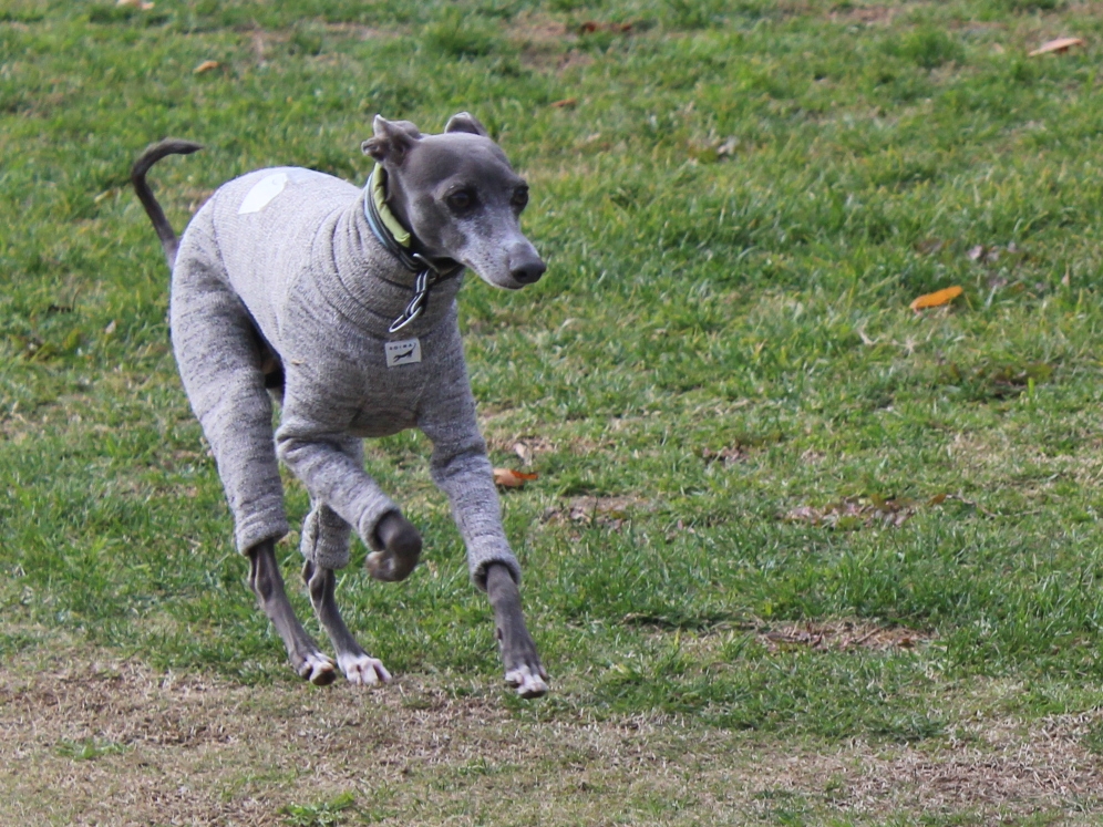 f:id:gino-ig:20171127225711j:plain f:id:gino-ig:20171127225711j:plain