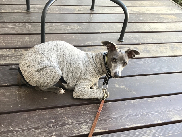 f:id:gino-ig:20171128235253j:plain