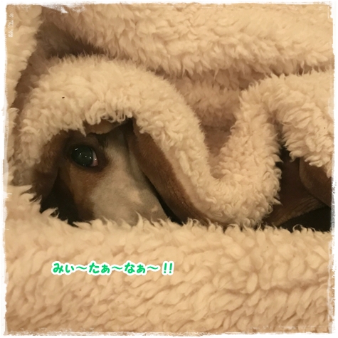 f:id:gino-ig:20171202001148j:plain