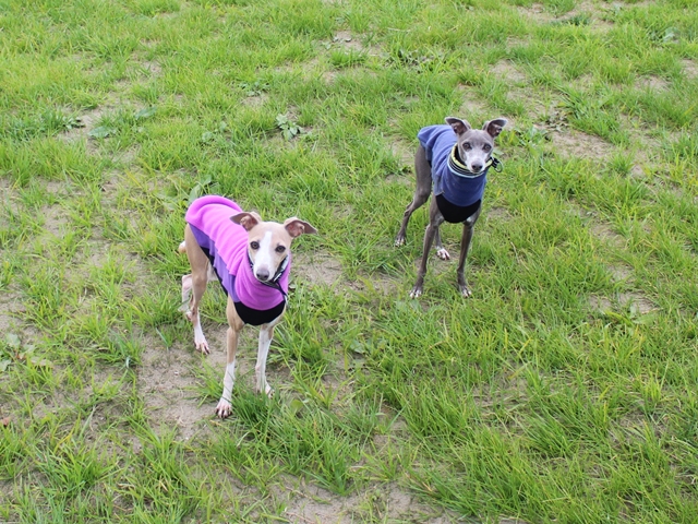 f:id:gino-ig:20171202235550j:plain