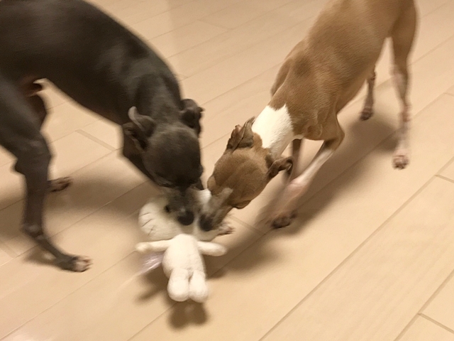 f:id:gino-ig:20171206234938j:plain