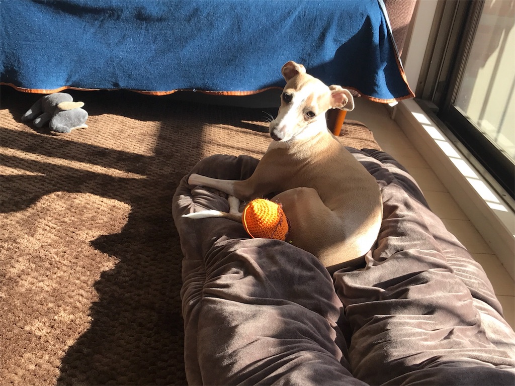 f:id:gino-ig:20171214000456j:image f:id:gino-ig:20171214000456j:image