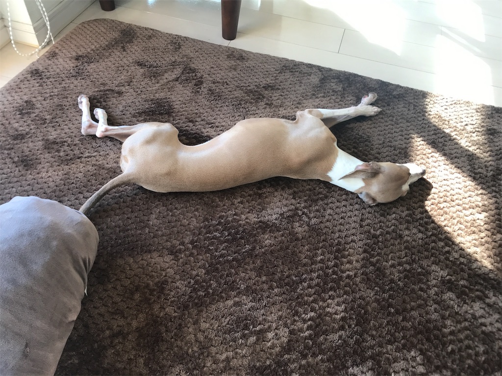 f:id:gino-ig:20171214000602j:image f:id:gino-ig:20171214000602j:image