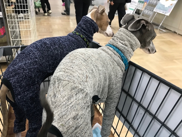 f:id:gino-ig:20171227235313j:plain f:id:gino-ig:20171227235313j:plain