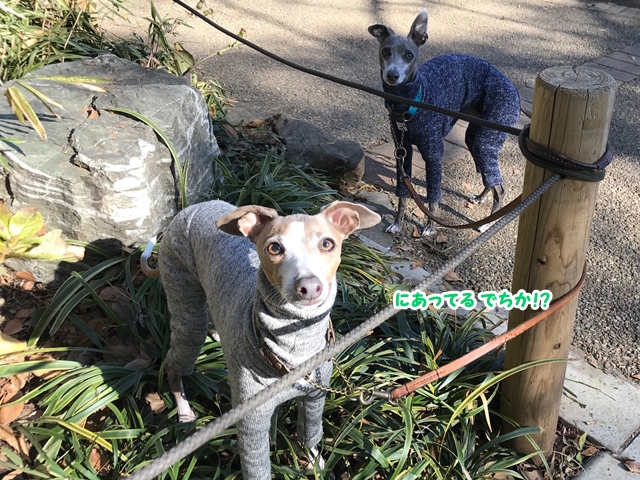 f:id:gino-ig:20171227235830j:plain f:id:gino-ig:20171227235830j:plain