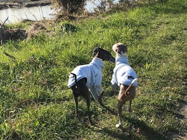 f:id:gino-ig:20171228235319j:plain