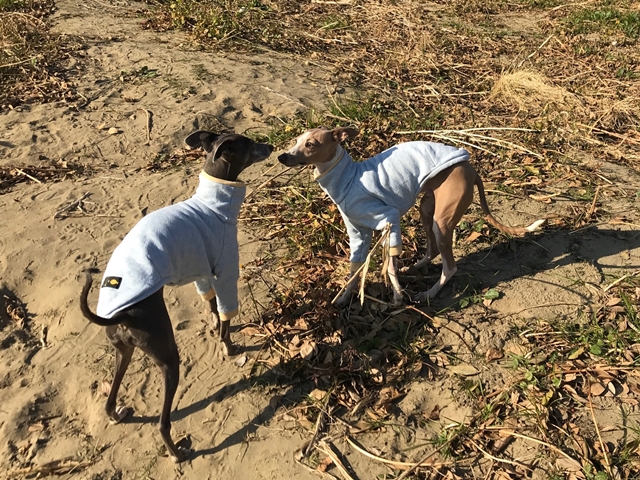 f:id:gino-ig:20171228235436j:plain