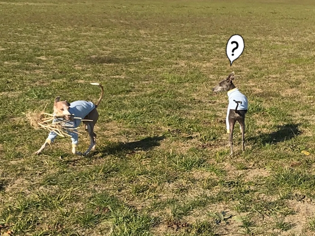 f:id:gino-ig:20171228235625j:plain