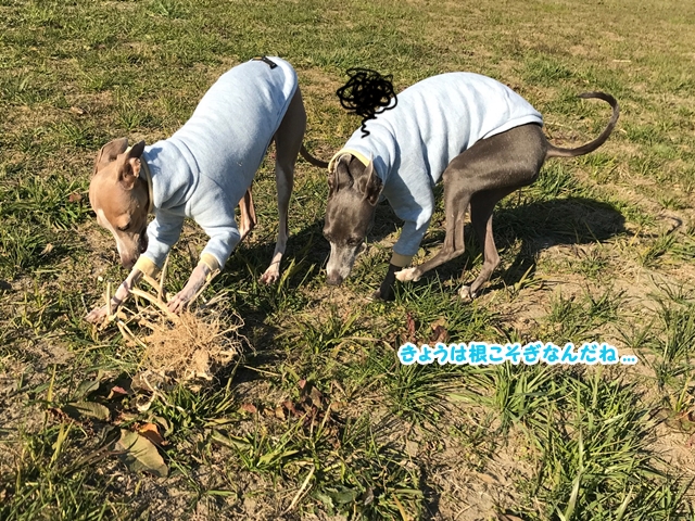 f:id:gino-ig:20171228235703j:plain