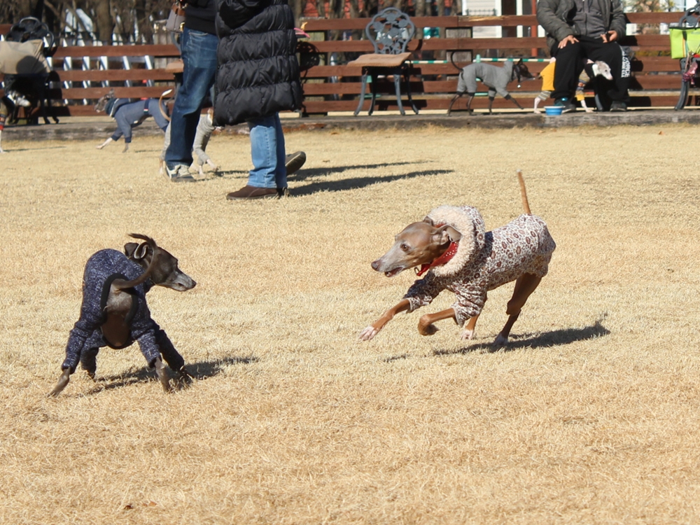 f:id:gino-ig:20180108001350j:plain