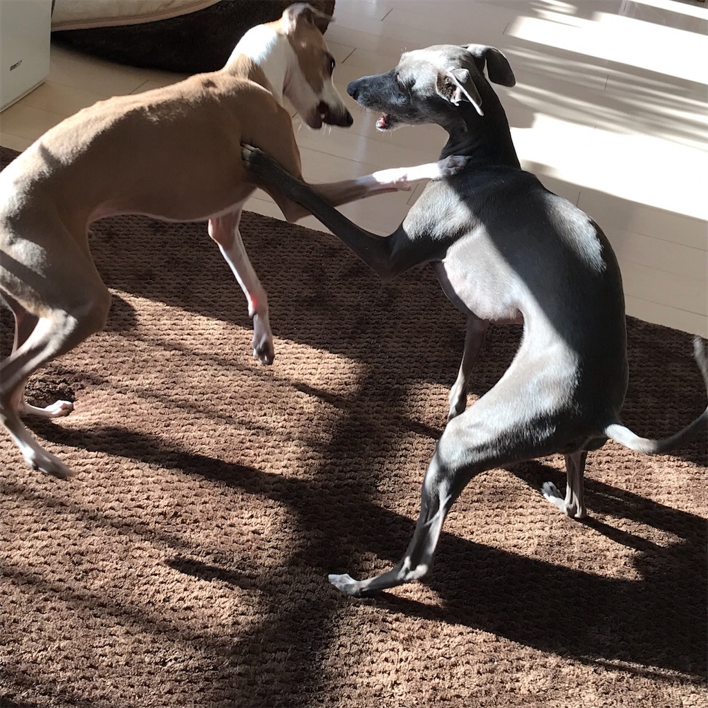 f:id:gino-ig:20180110235726j:image