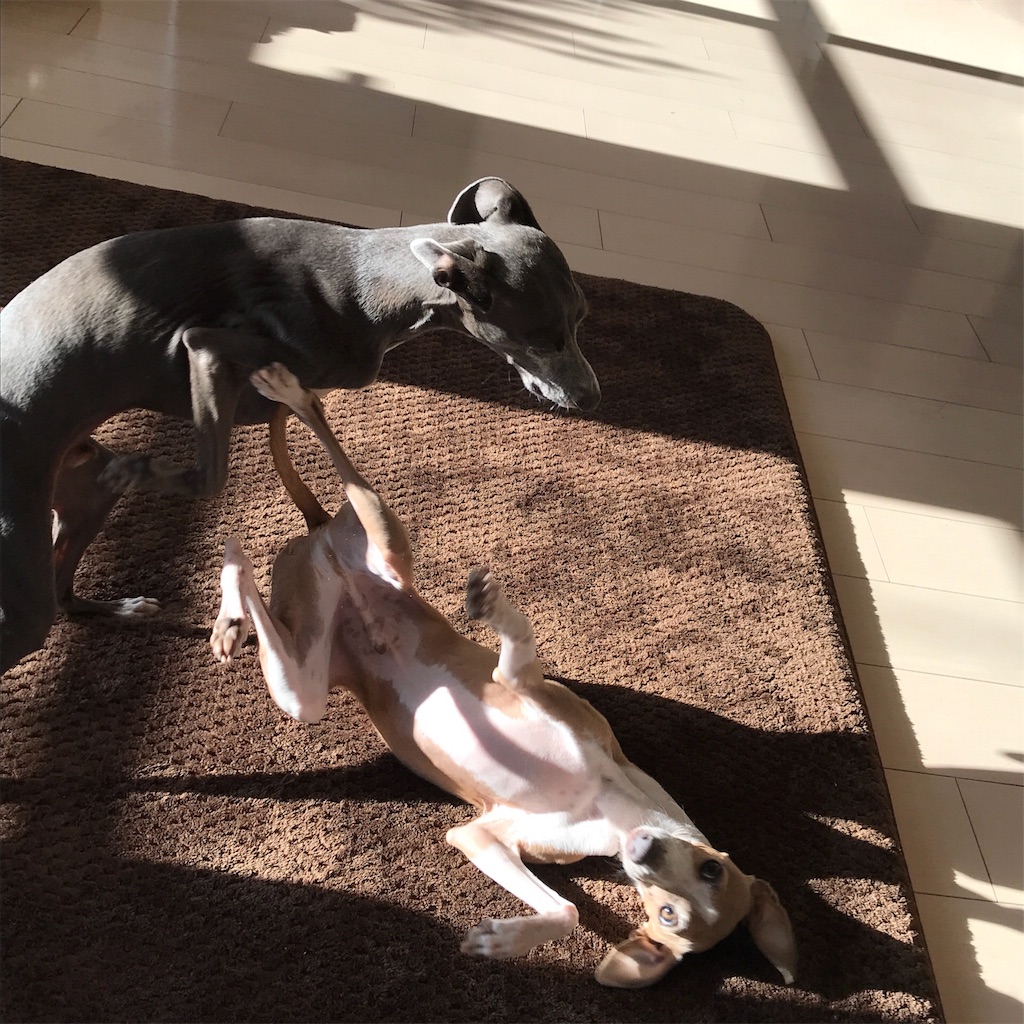 f:id:gino-ig:20180111000002j:image