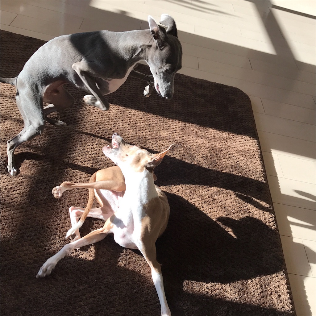 f:id:gino-ig:20180111000044j:image