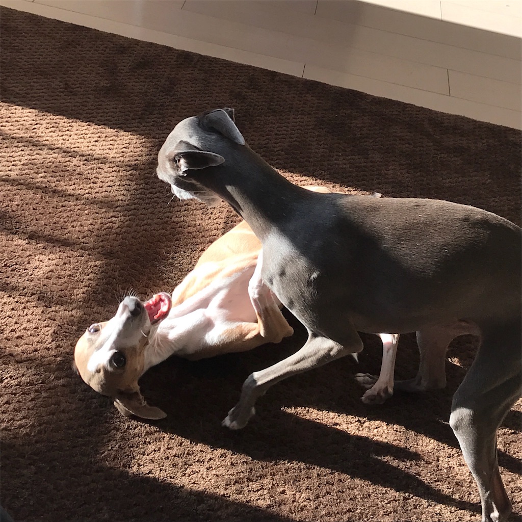 f:id:gino-ig:20180111000136j:image