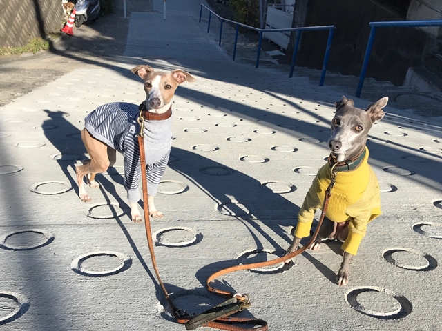 f:id:gino-ig:20180111235842j:plain f:id:gino-ig:20180111235842j:plain