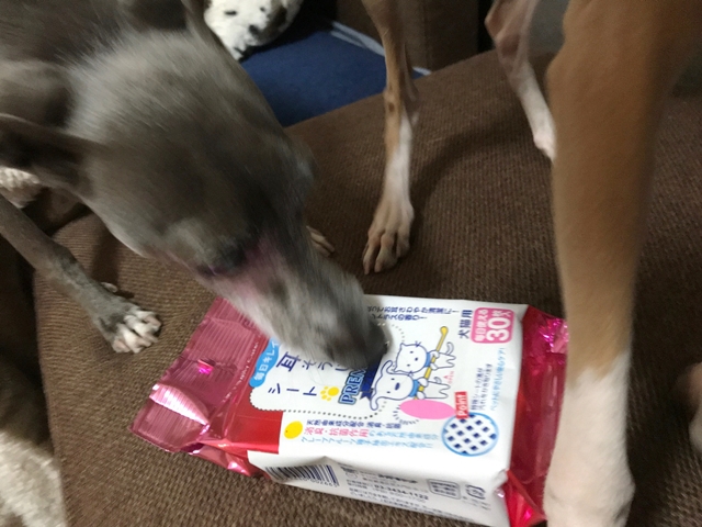 f:id:gino-ig:20180112000314j:plain f:id:gino-ig:20180112000314j:plain