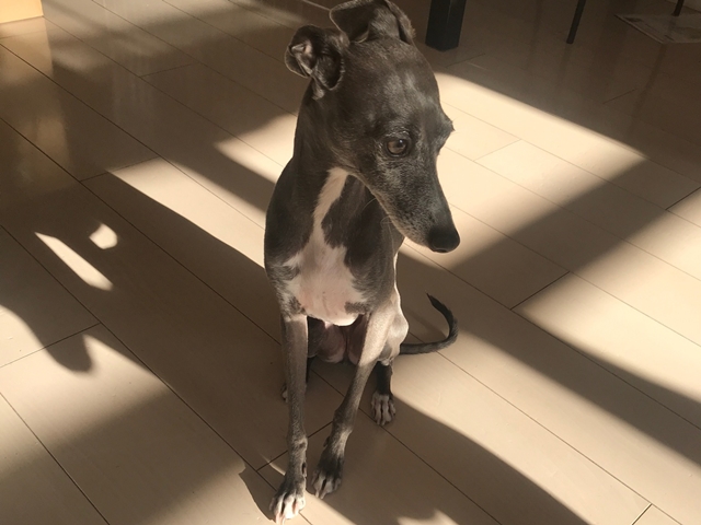 f:id:gino-ig:20180114000439j:plain