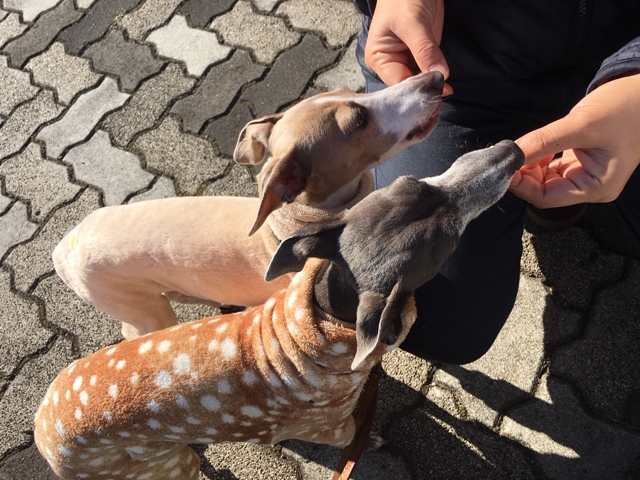 f:id:gino-ig:20180114000947j:plain